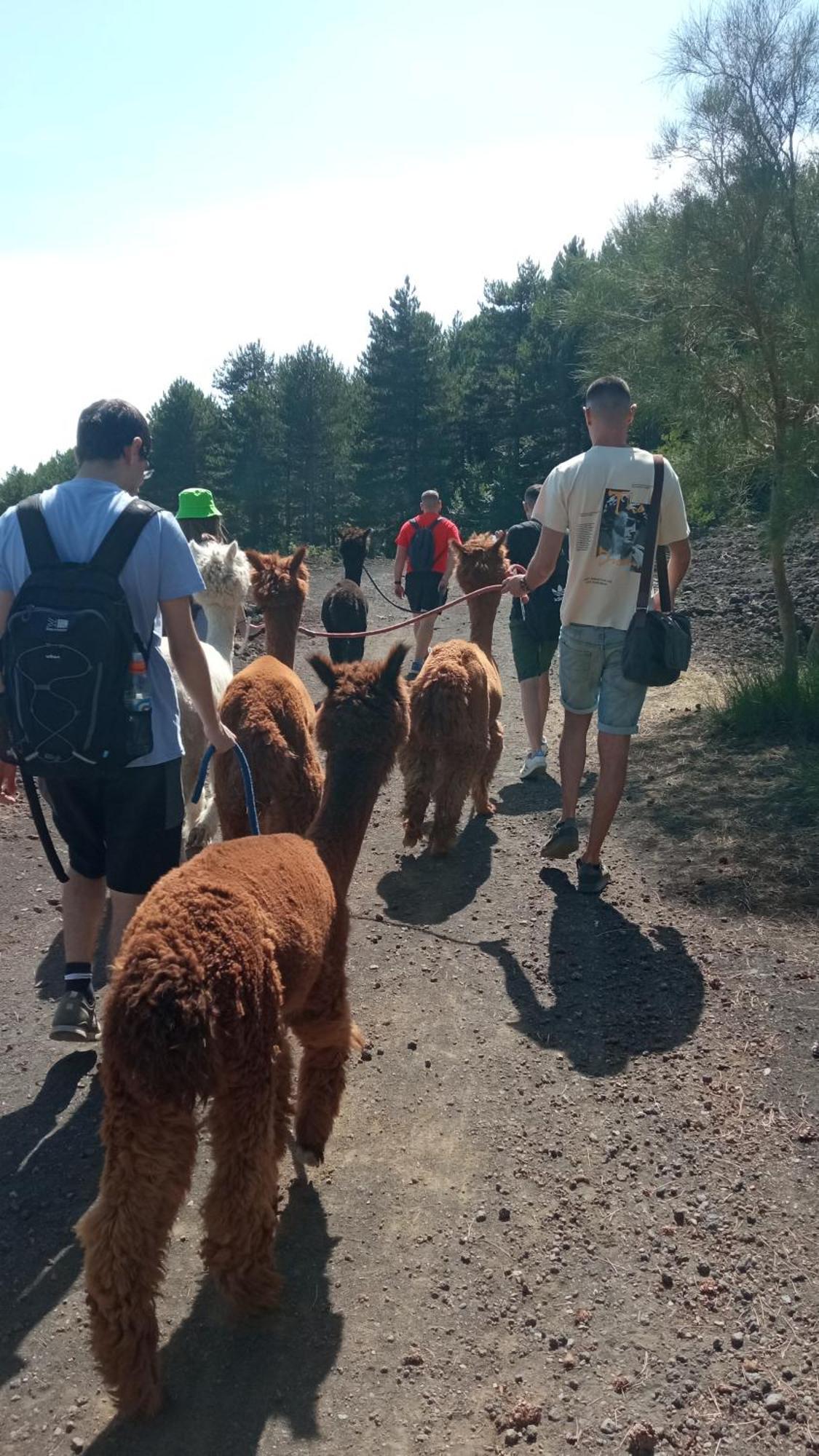 Alpaca Etna Rooms Da Mariagiovanna Linguaglossa Kültér fotó