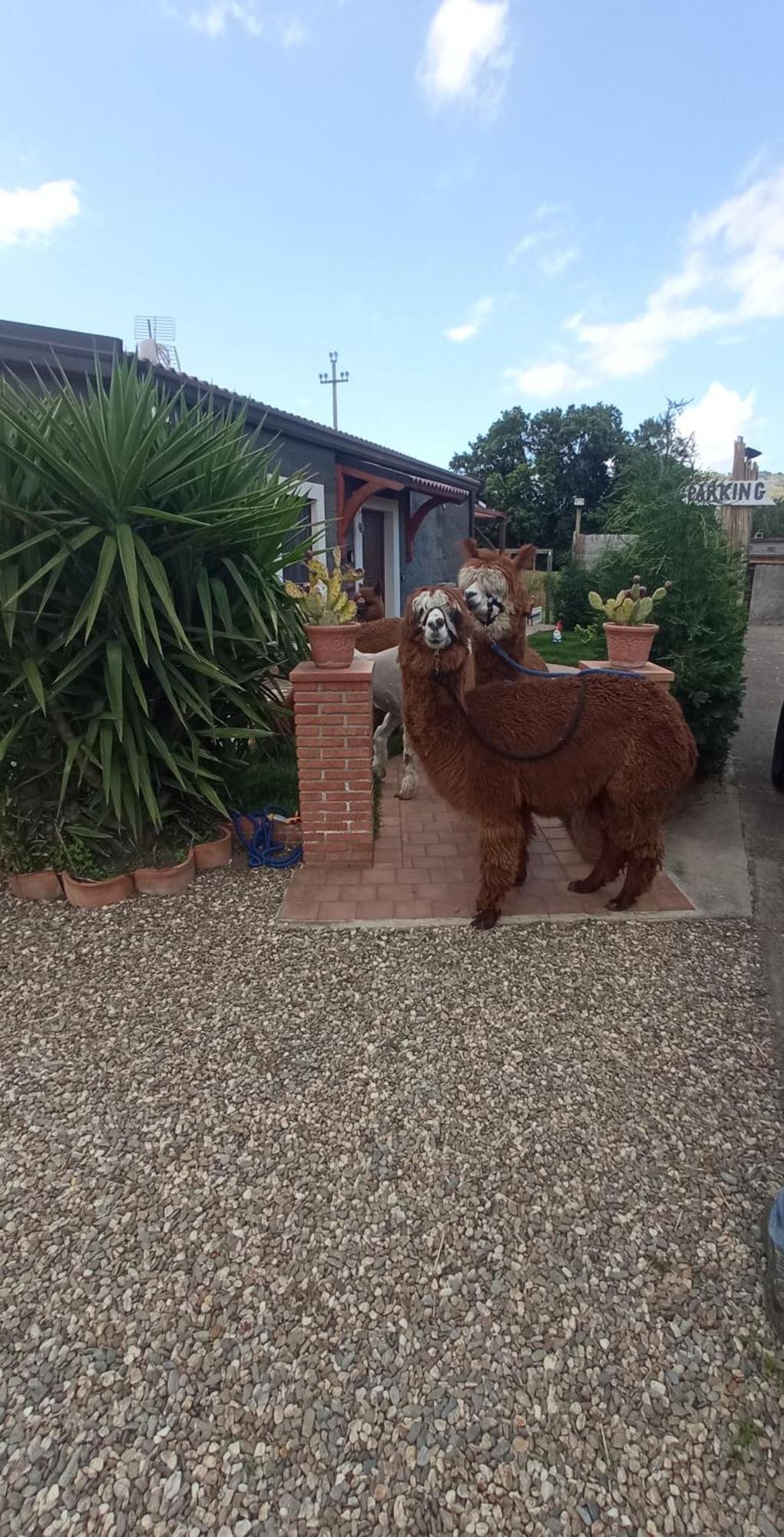 Alpaca Etna Rooms Da Mariagiovanna Linguaglossa Kültér fotó