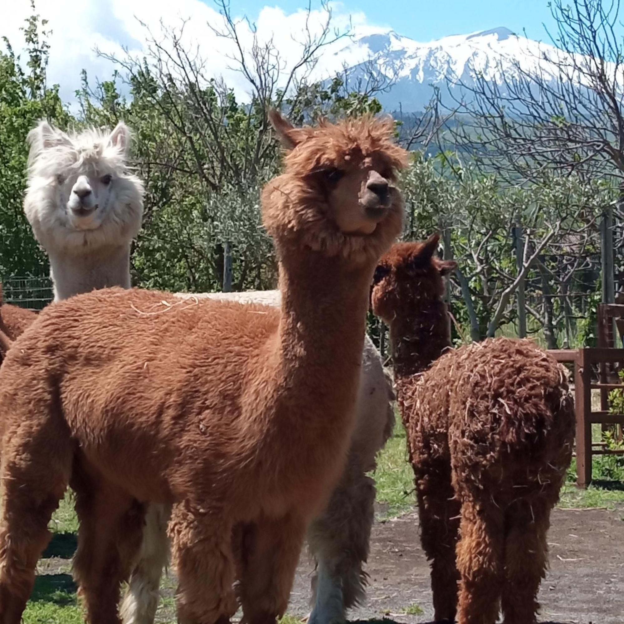 Alpaca Etna Rooms Da Mariagiovanna Linguaglossa Kültér fotó