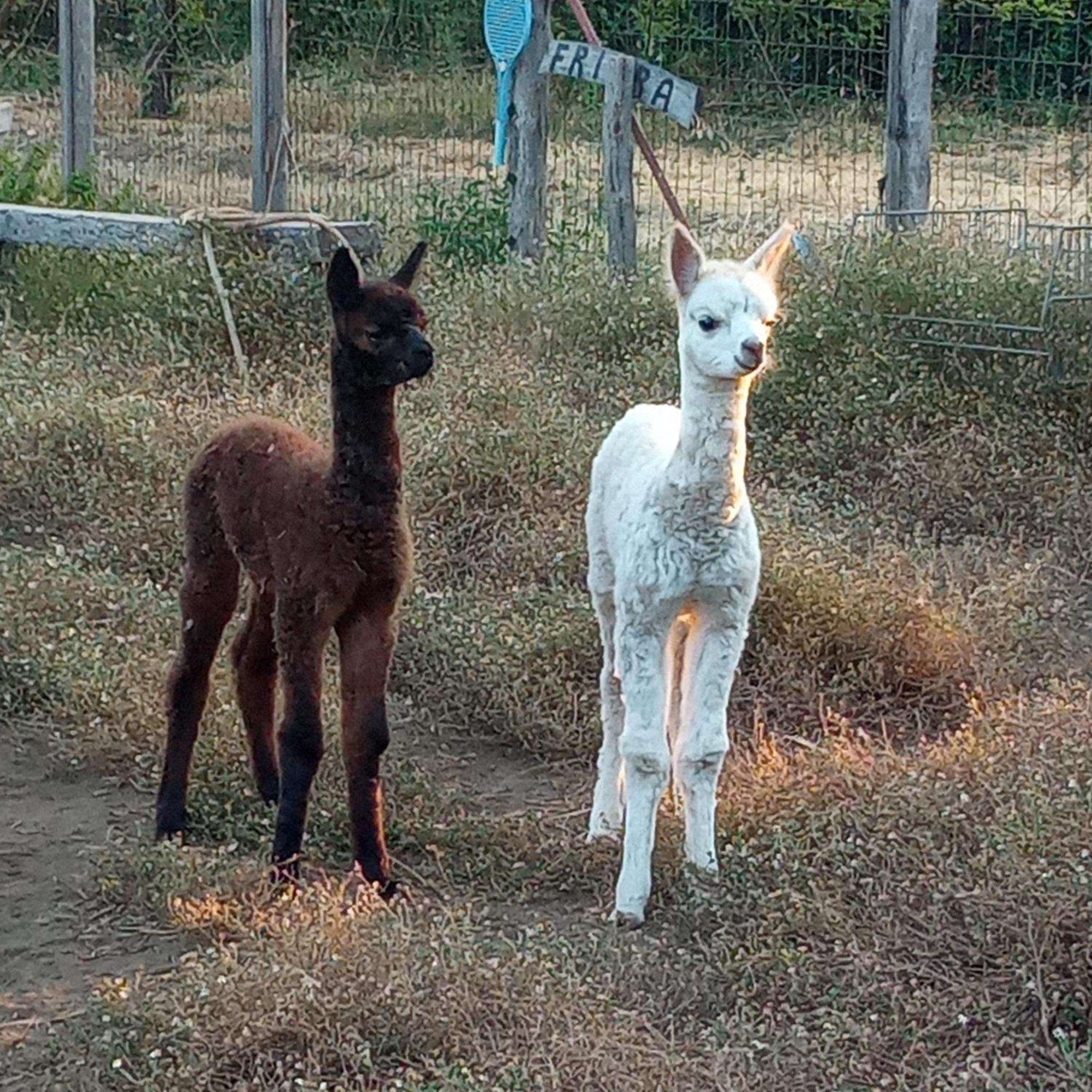 Alpaca Etna Rooms Da Mariagiovanna Linguaglossa Kültér fotó